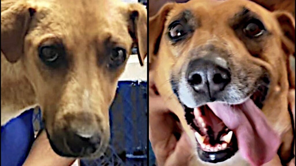 Abandoned Dog Makes Incredible Transformation!