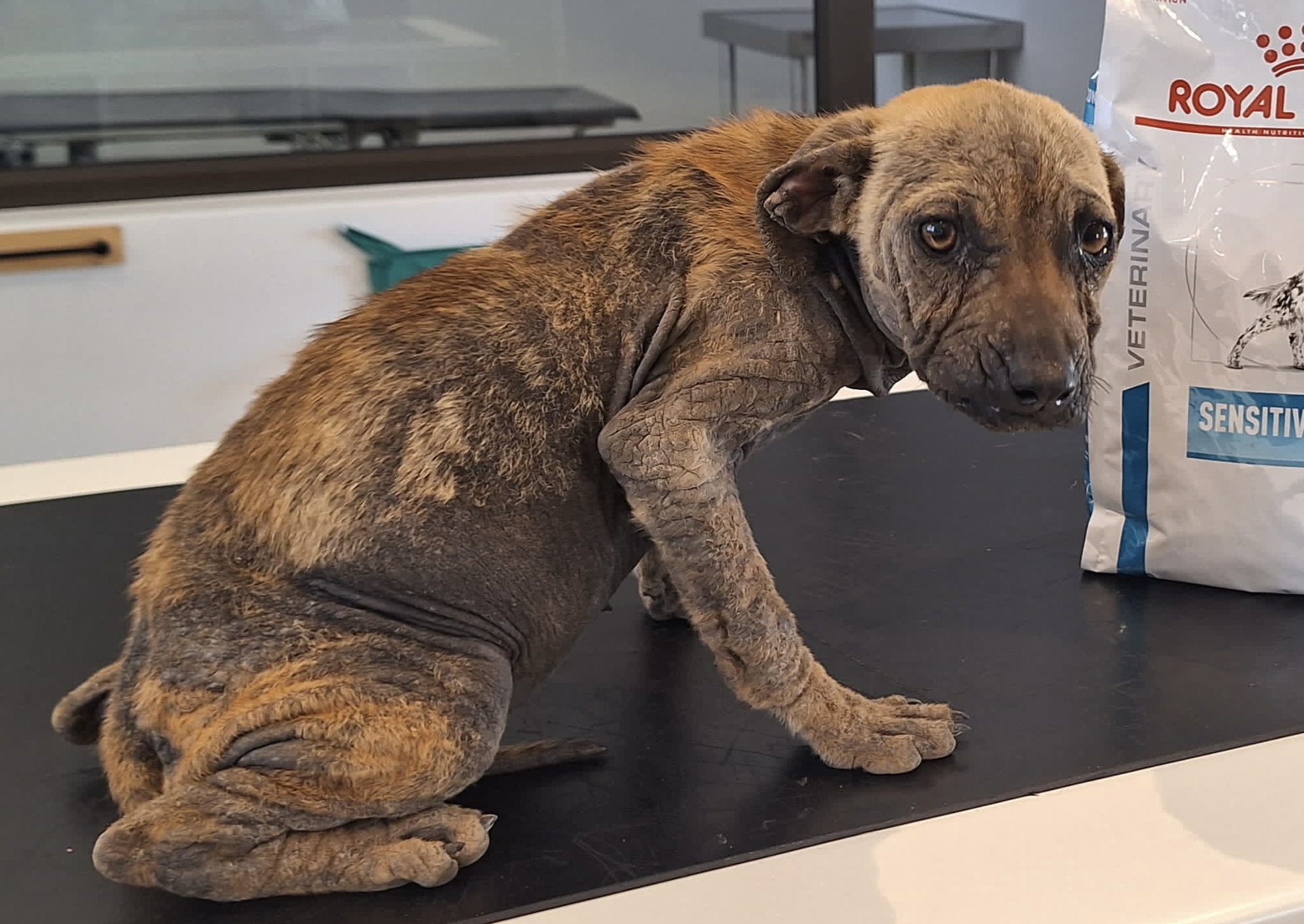 Abandoned Puppy SOS - Sidewalk Specials