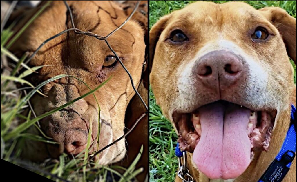 Abandoned, Attacked Pit Bull Gets His Second Chance! - Sidewalk Specials