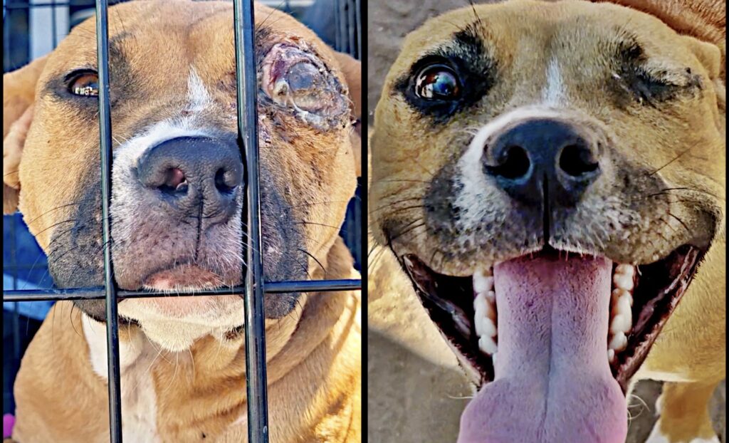 Injured Pit Bull Can't Stop Smiling Now! - Sidewalk Specials