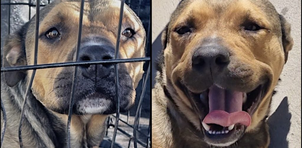 Attacked Dog Can't Stop Smiling Now! Sidewalk Specials(02)