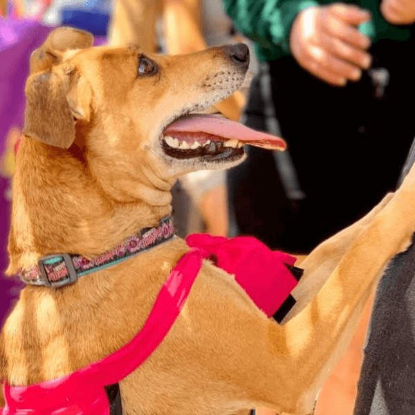 Rescue Collar - Image 6