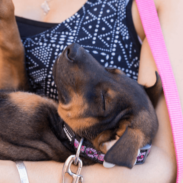 Rescue Lead - Image 5