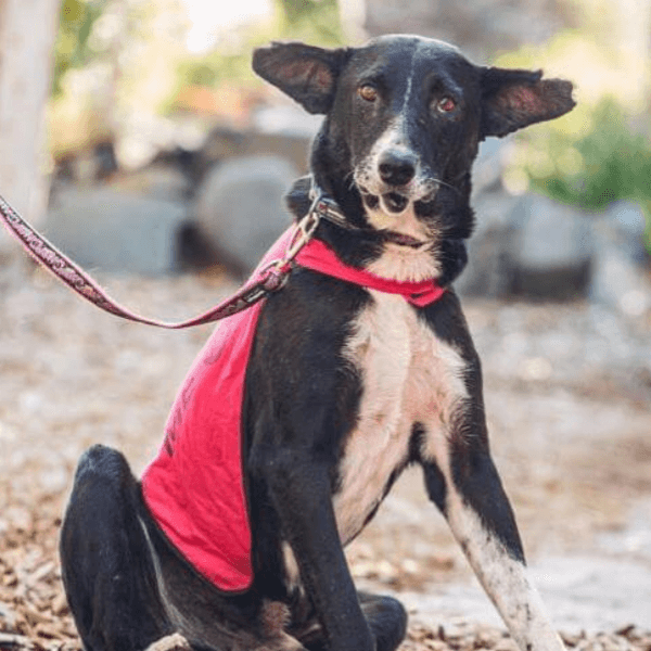 Rescue Lead - Image 6