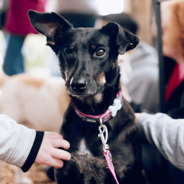 Rescue Lead - Image 4