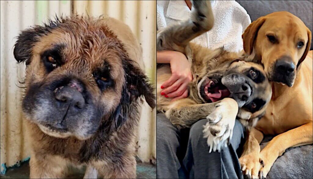 Watch Rescue Dog's Incredible Transformation! Sidewalk Specials