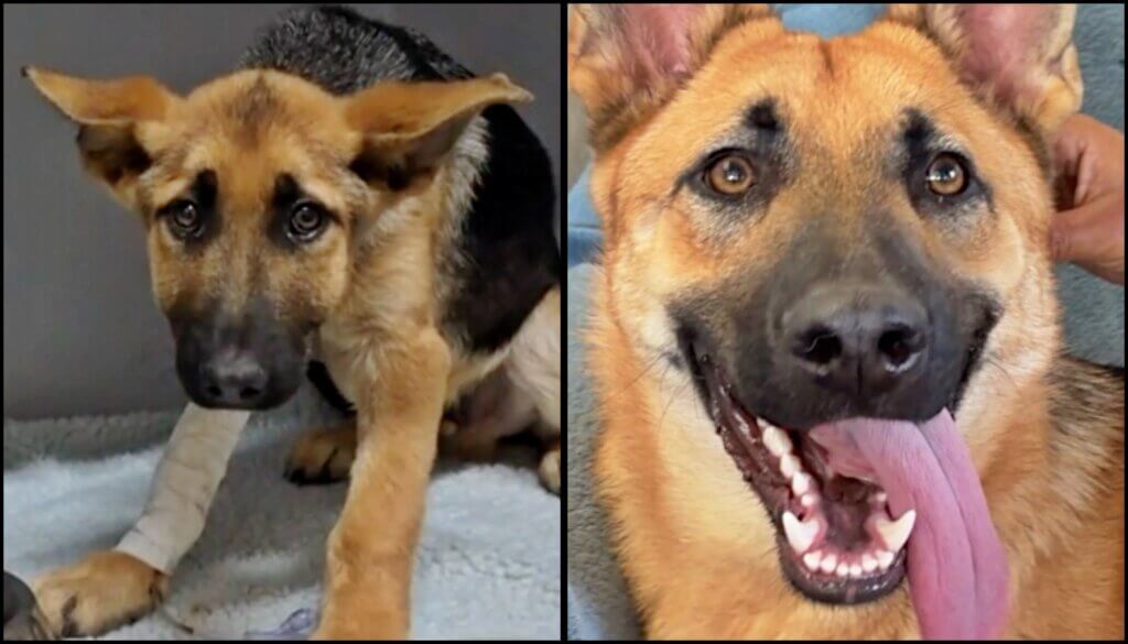 Wolves Parvo Parvo Puppy Makes Miracle Recovery! - Sidewalk Specials